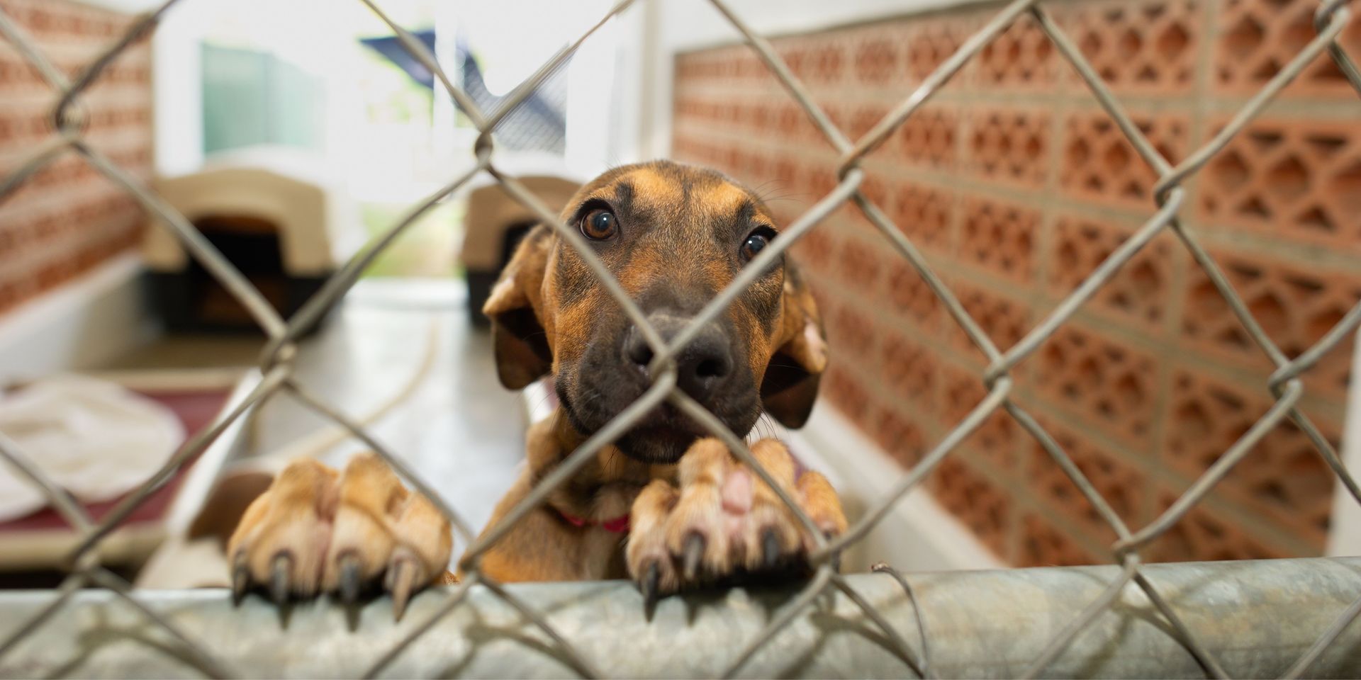 Dog in crate