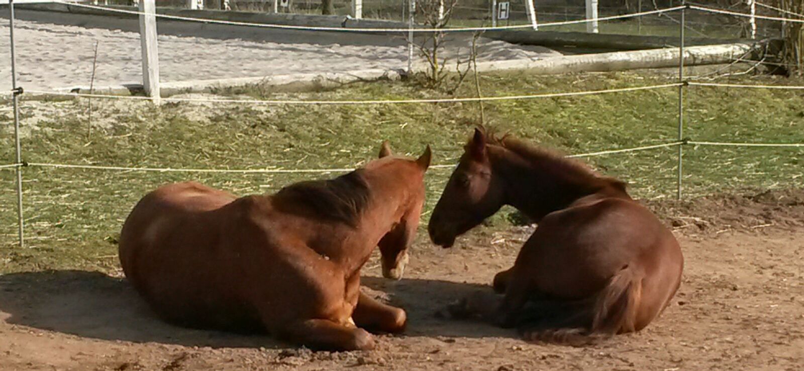 Zwei Füchse liegen nebeneinander auf dem Sand des Paddocks in der Sonne.