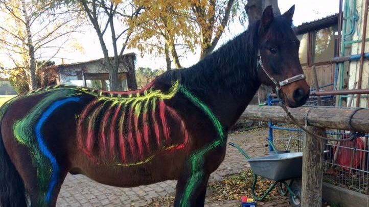 Unser Pferd Coco muss als Demonstrationsobjekt für den Anatomieunterricht beim Pferdeführerschein herhalten. Rippen und Gelenke sind mit Fingerfarben auf dem Fell aufgemalt. Unser Pferd Coco muss als Demonstrationsobjekt für den Anatomieunterricht beim Pferdeführerschein herhalten. Rippen und Gelenke sind mit Fingerfarben auf dem Fell aufgemalt.
