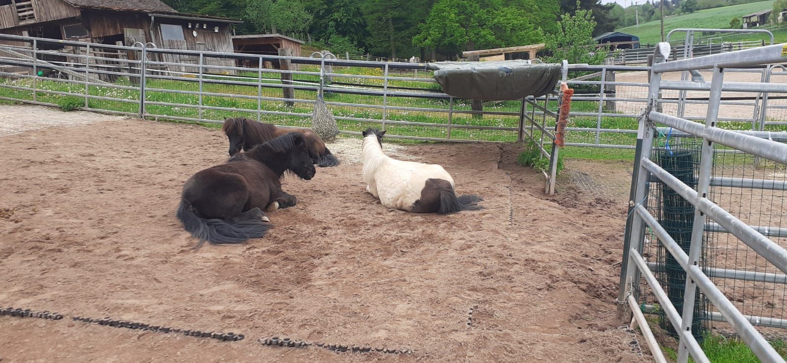 Unsere drei Shetlandponies liegen in ihrem Paddock im Sand und ruhen sich aus.
