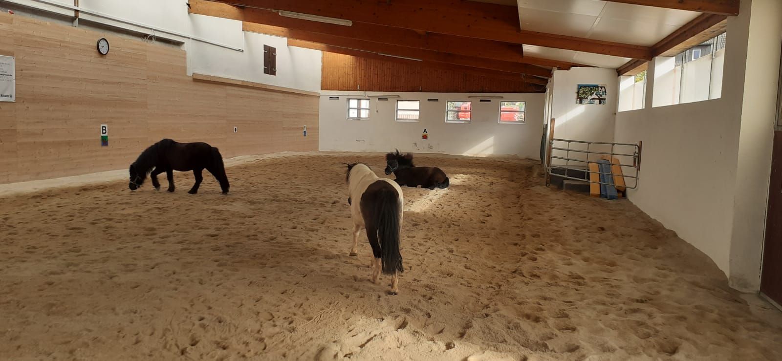 In der ansonsten leeren Reithalle können sich drei Shetland-Ponies austoben. Eines liegt, die andere Zwei schnüffeln am Boden umher. In der ansonsten leeren Reithalle können sich drei Shetland-Ponies austoben. Eines liegt, die andere Zwei schnüffeln am Boden umher.