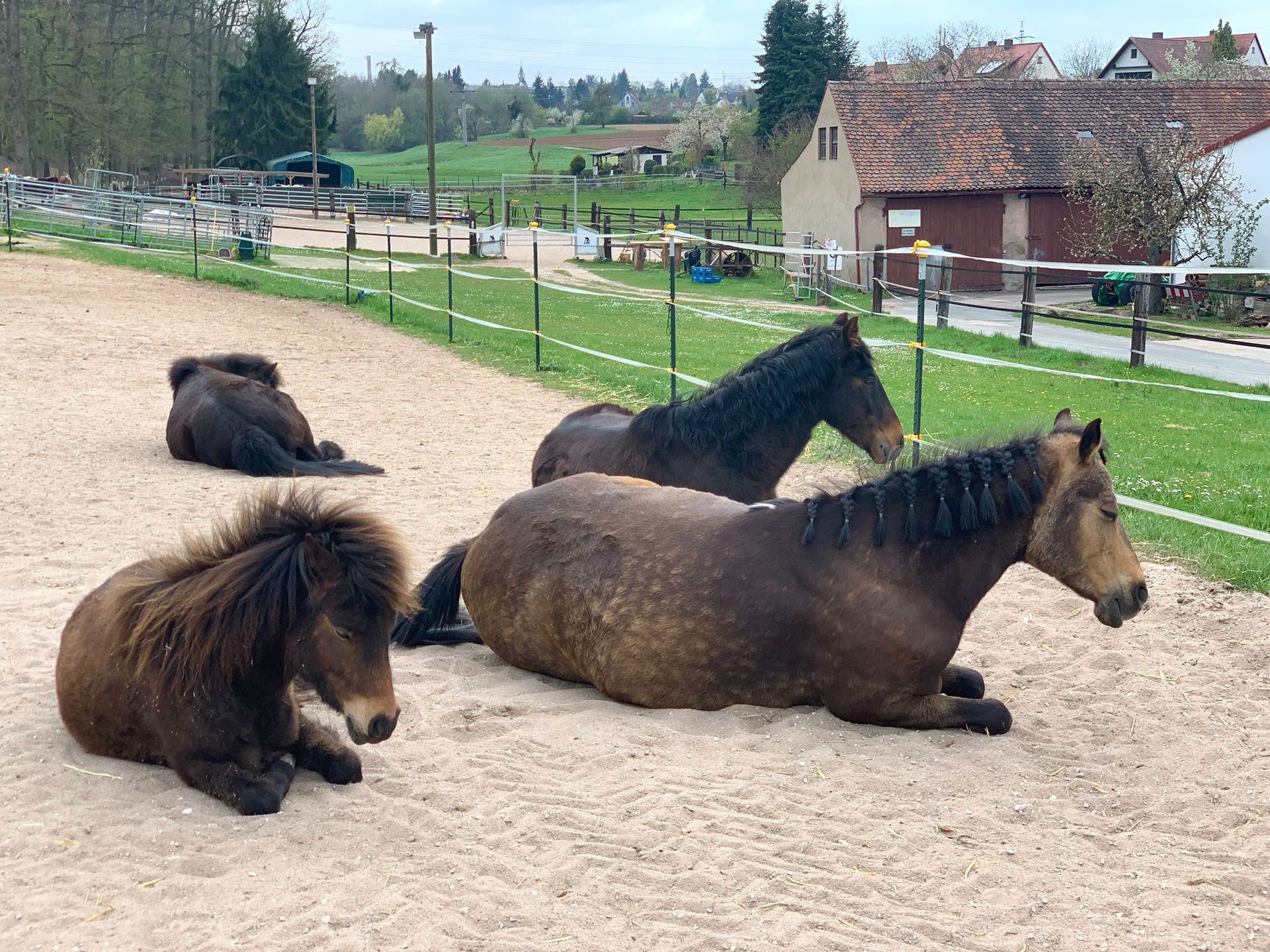 Zwei Shetland-Ponies und zwei Reitponies liegen im Sand nebeneinander auf dem Paddock Zwei Shetland-Ponies und zwei Reitponies liegen im Sand nebeneinander auf dem Paddock