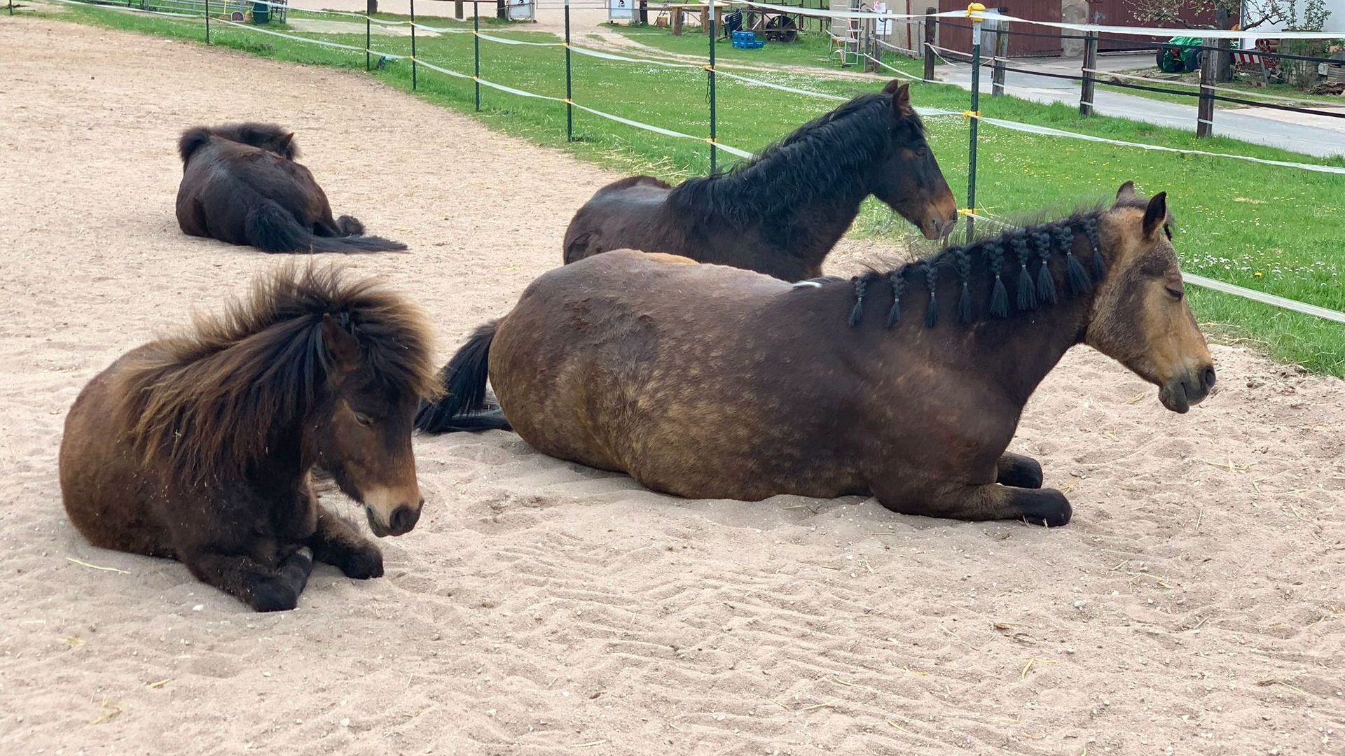 Zwei Shetland-Ponies und zwei Reitponies liegen im Sand nebeneinander auf dem Paddock. Zwei Shetland-Ponies und zwei Reitponies liegen im Sand nebeneinander auf dem Paddock.