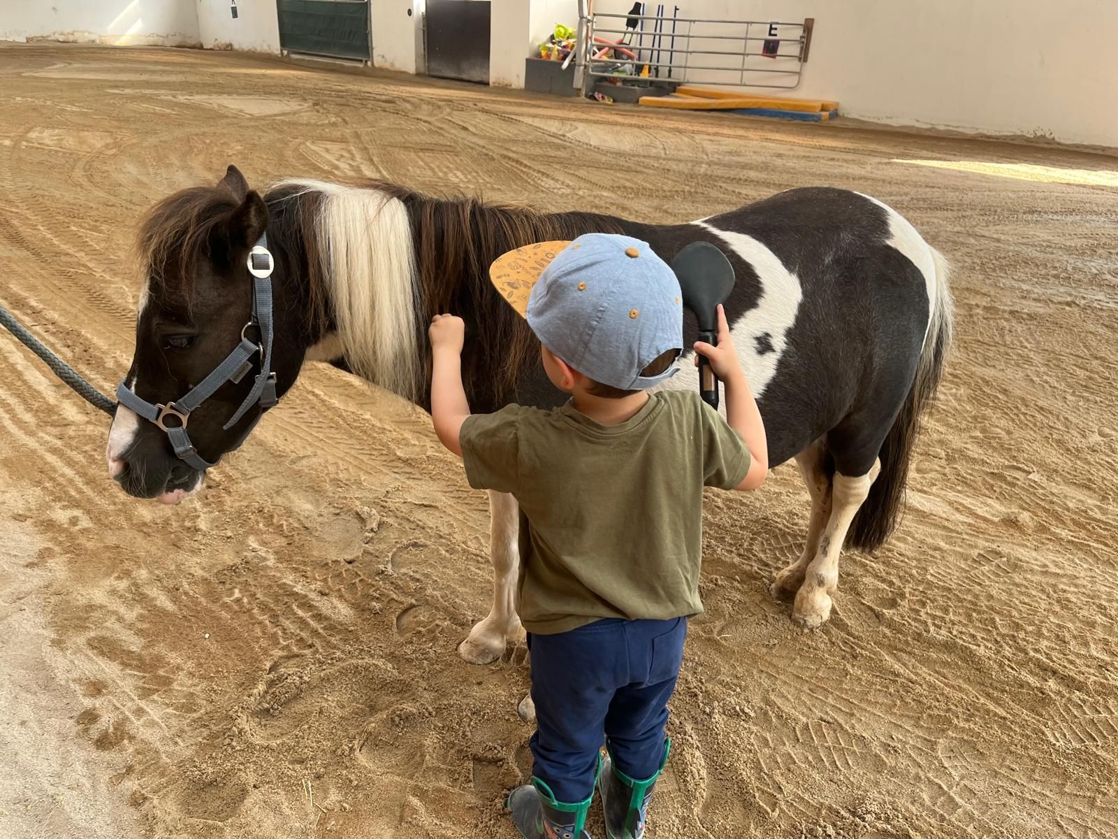 Zwei Shetland-Ponies und zwei Reitponies liegen im Sand nebeneinander auf dem Paddock Zwei Shetland-Ponies und zwei Reitponies liegen im Sand nebeneinander auf dem Paddock