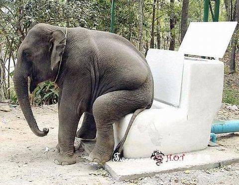 Why does an elephant bring toilet paper to the party?... Because he was a party pooper. Elephant sitting on a toilet at turf