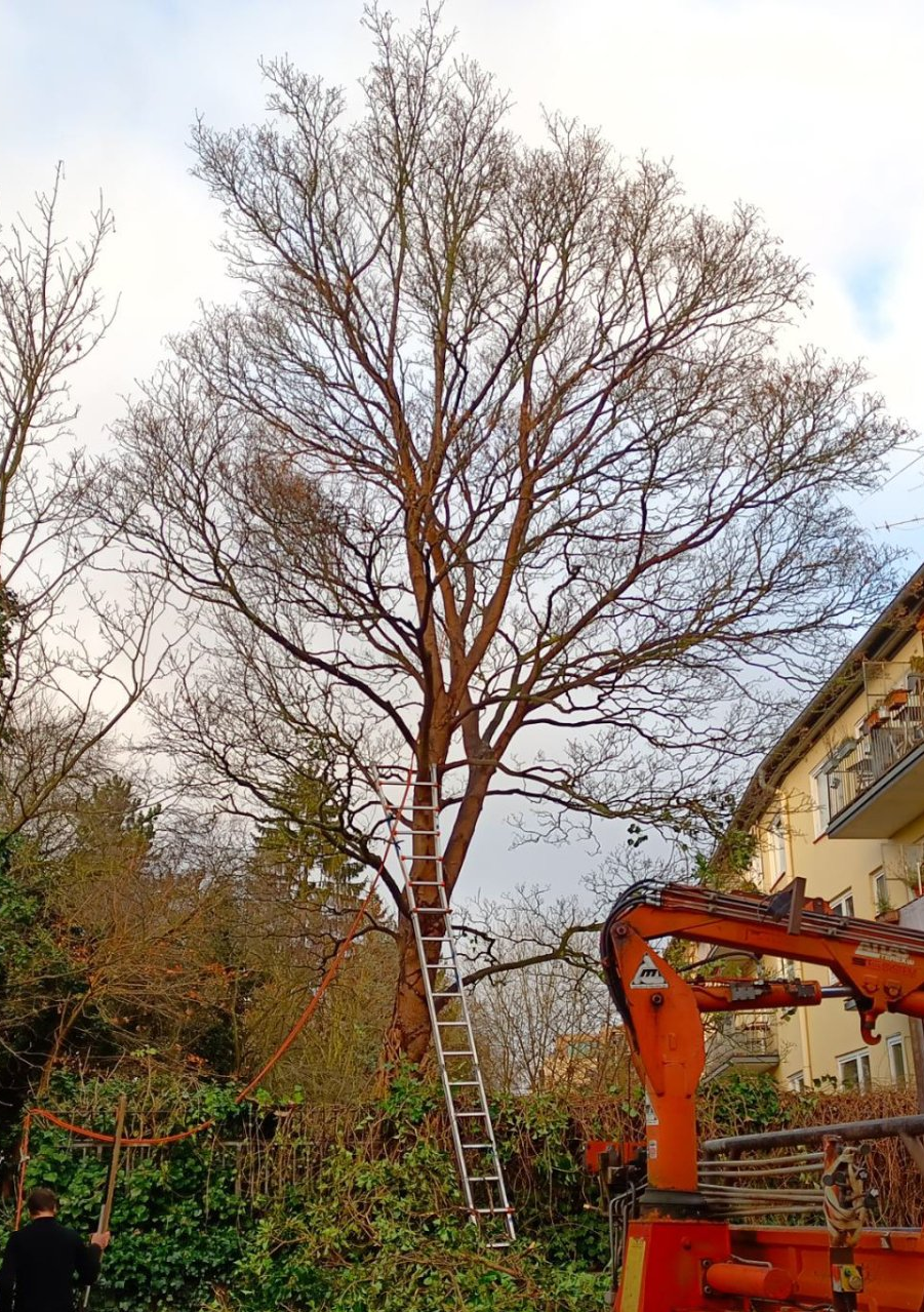 Baumpflege Arboreco Efeu