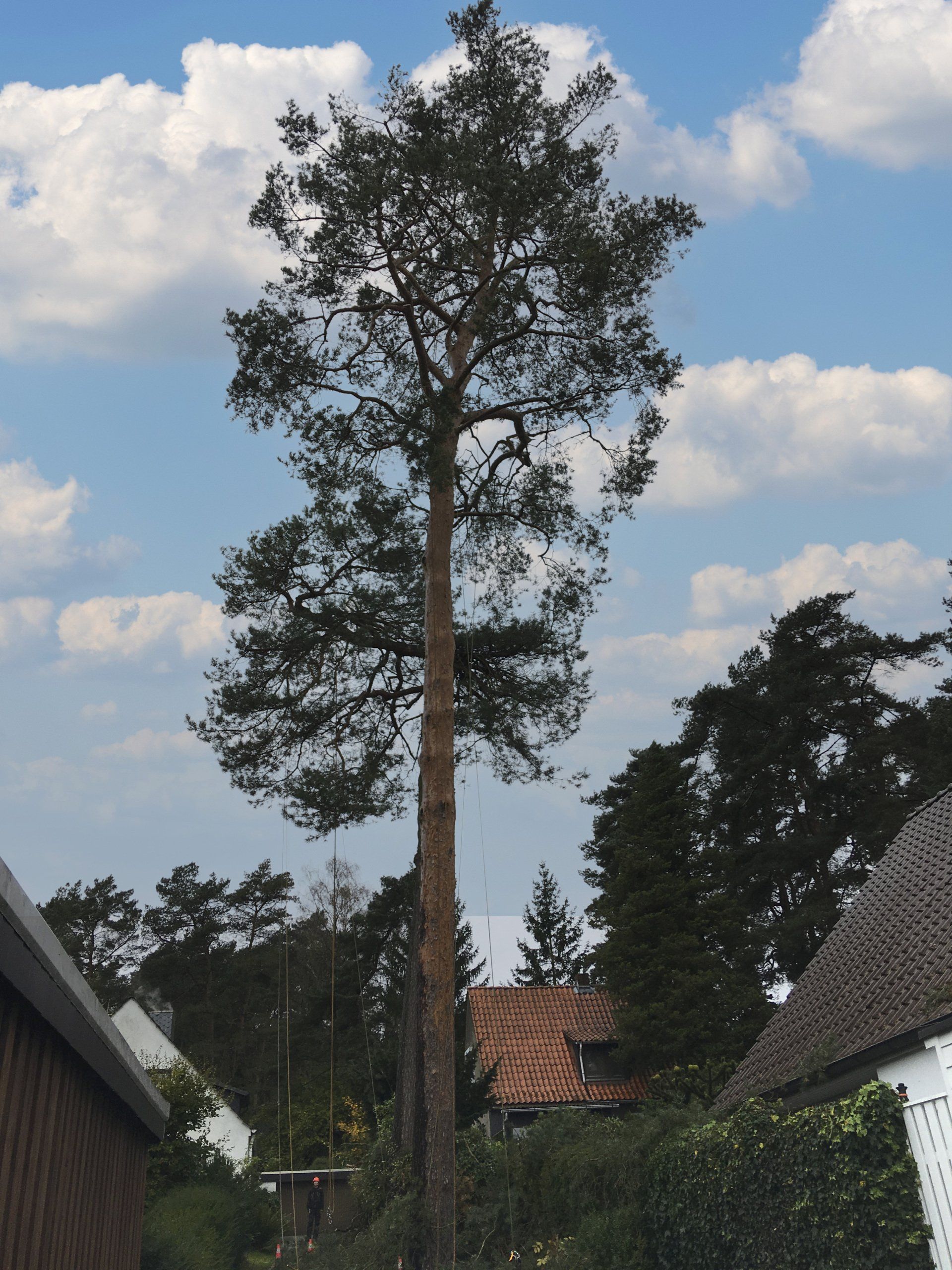 Kiefer nach dem Schnitt