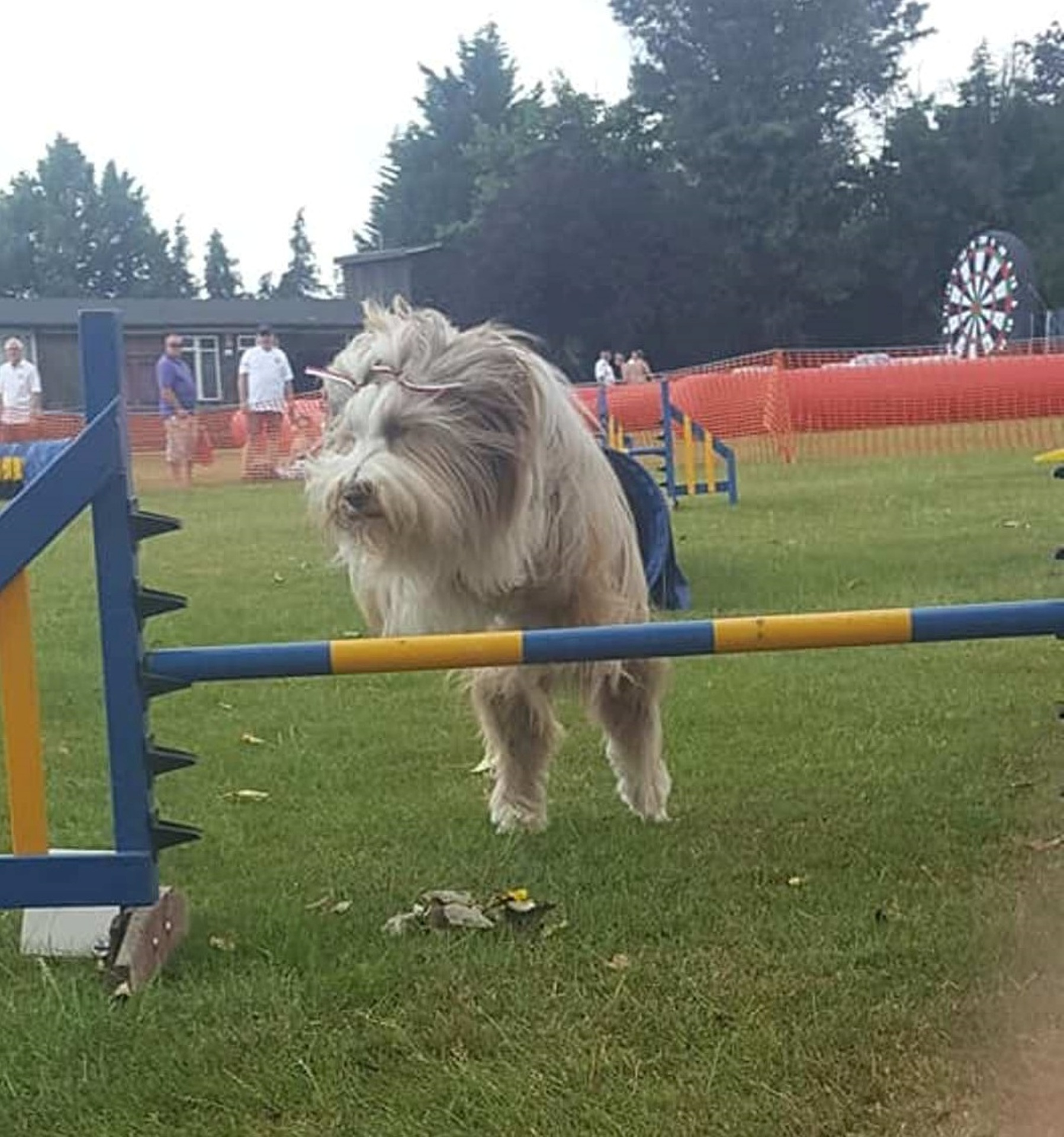 agility, flyball