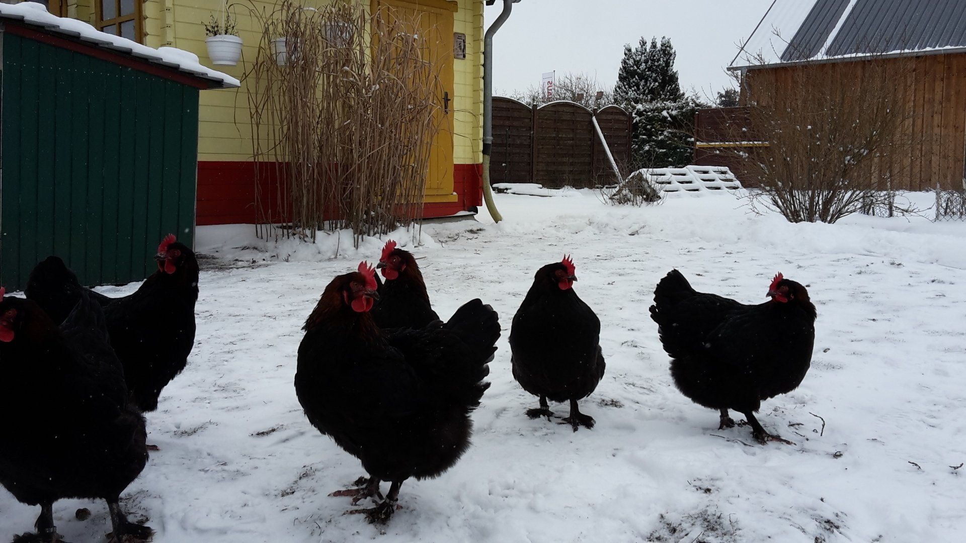 Marans im Winter