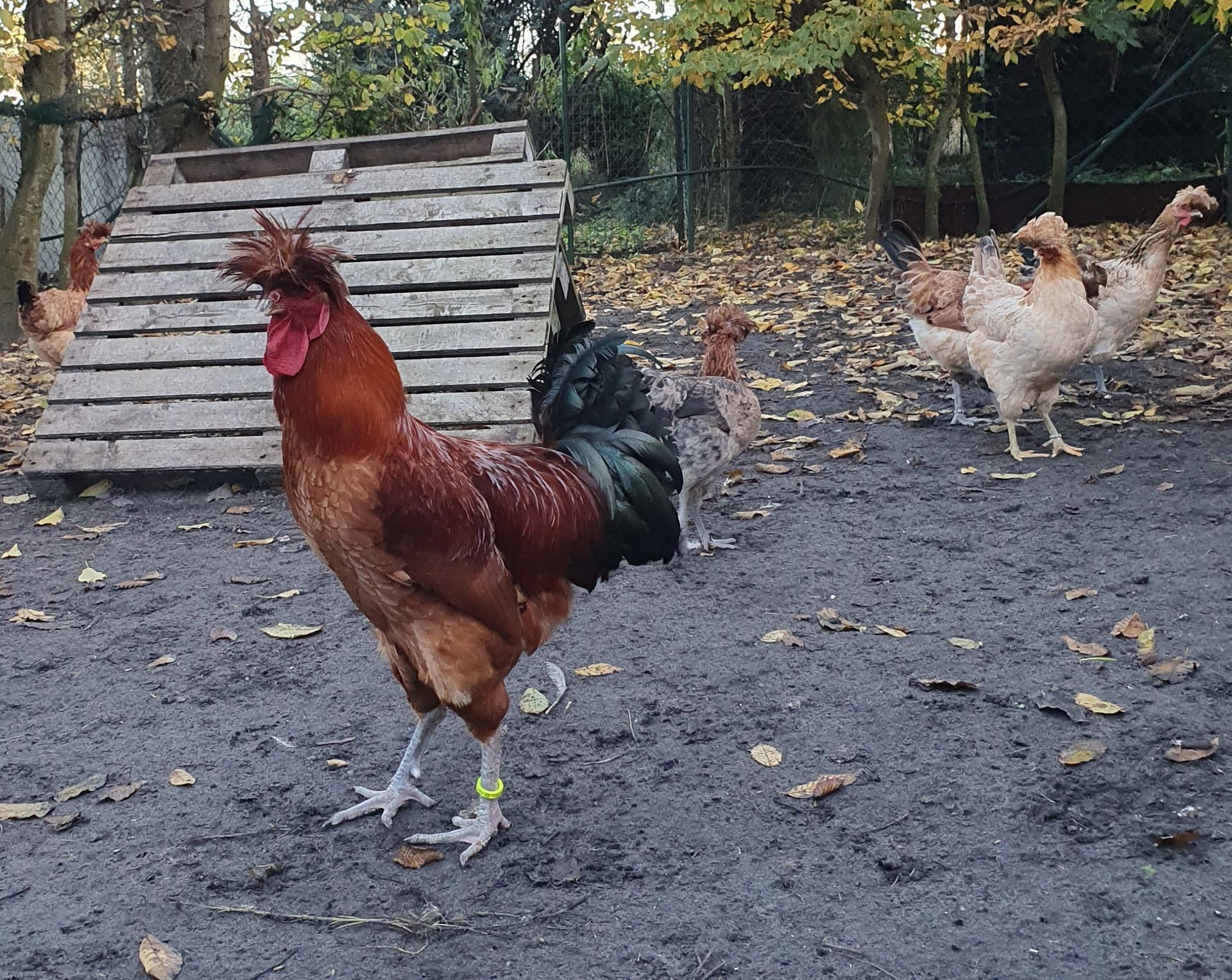 rot-bunter Sandschak Junghahn Sandschak Langkräher Hahn