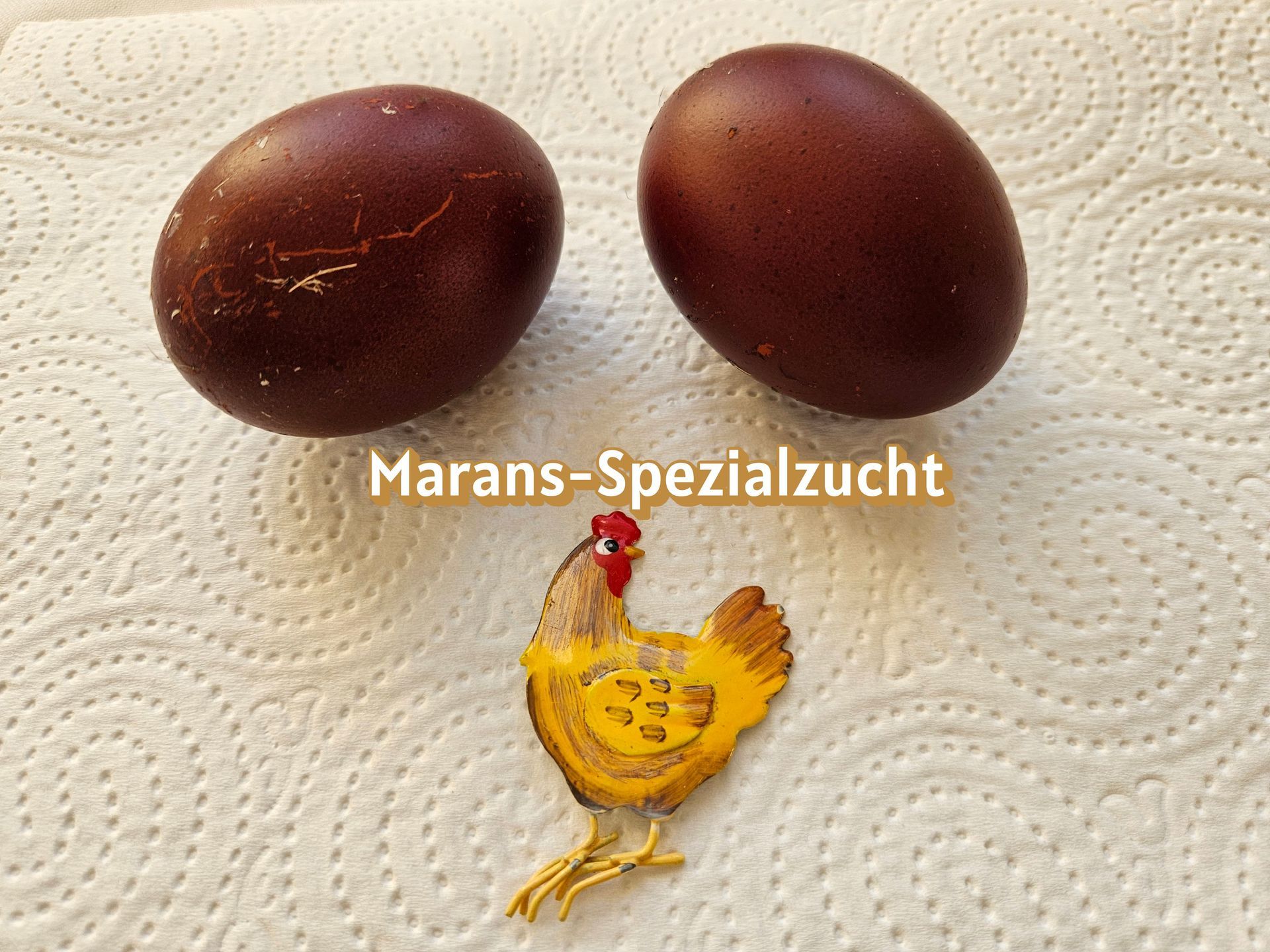 Marans-Spezialzuchtlogo Marans-Spezialzucht