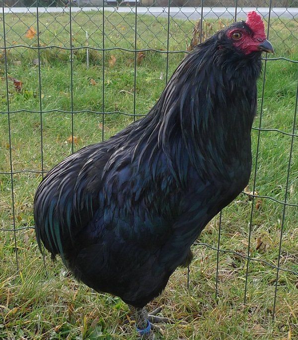 sehr rassetypischer 1,0 Araucana, schwarz Araucanahahn, schwarz