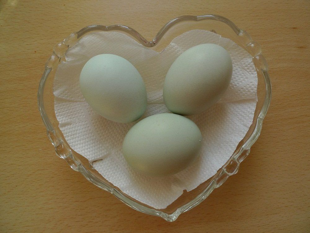 typische Araucana Eier Araucana Eier, mintgrün