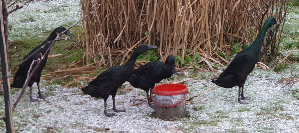 schwarze Laufenten Zuchtstamm schwarze Laufenten