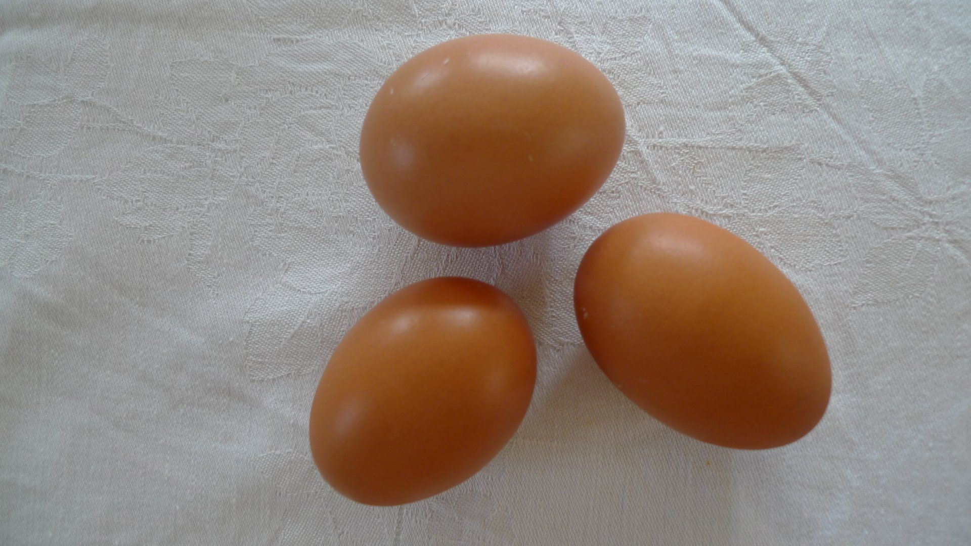 Zwerg-Marans Eier