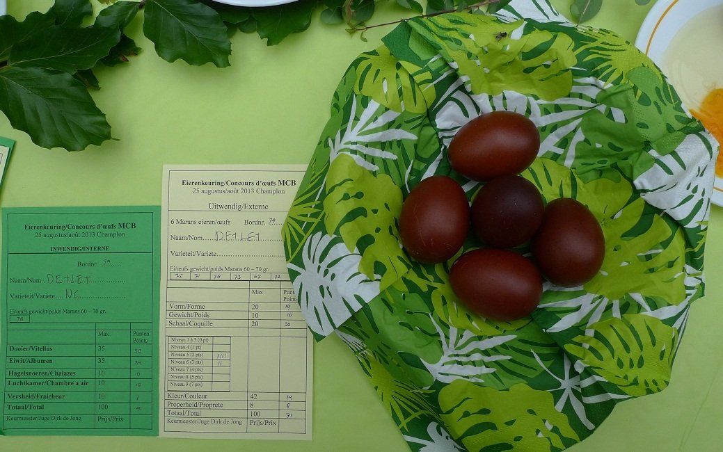 unsere Maranseier in Belgien TOP bewertet! Maranseierwettbewerb Belgien