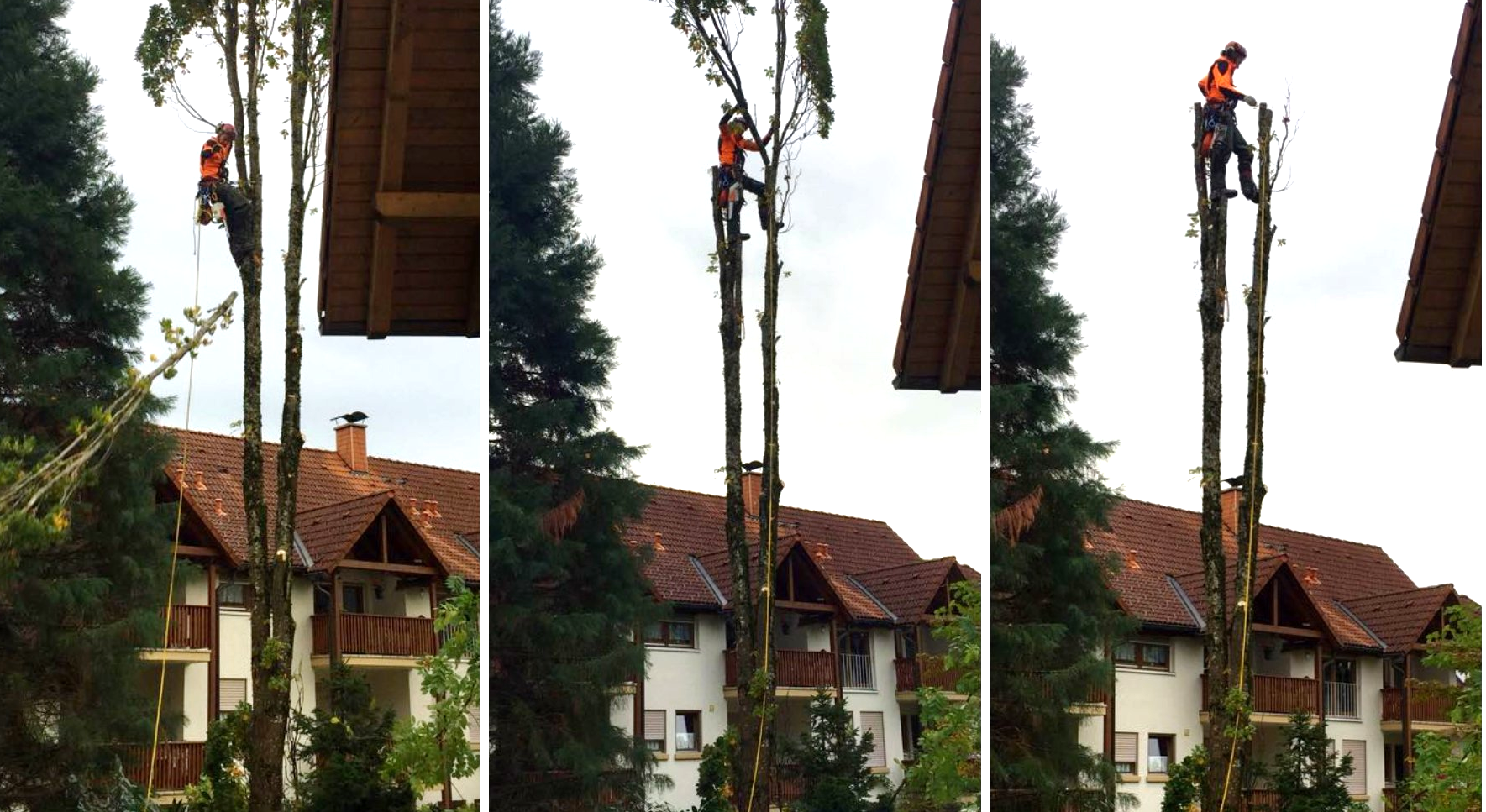 Abtragung eines Mammutbaumes