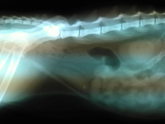 Tierarzt Dorum Alpers Katze Blasensteine