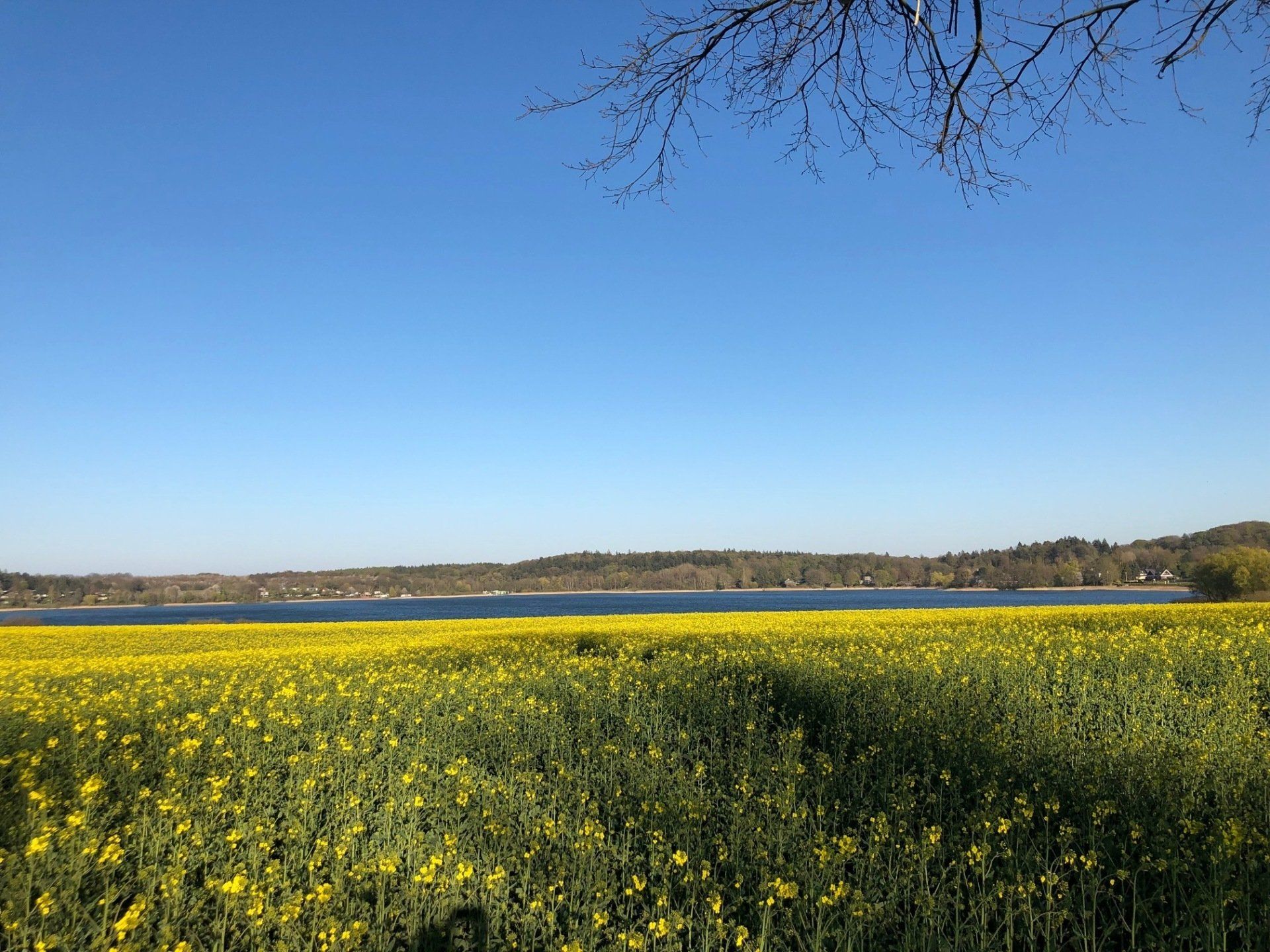 Rapsfeld im Flugradius Pönitzer See