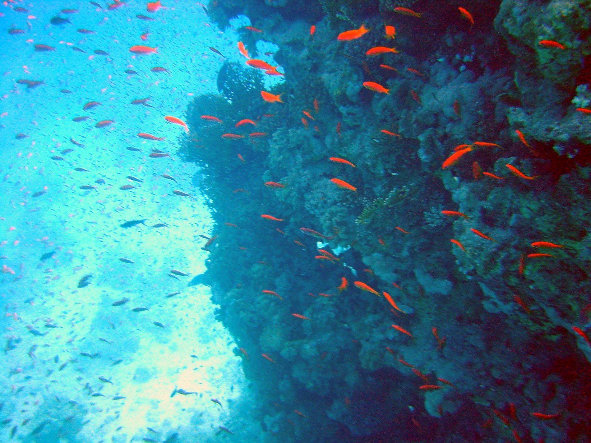 Plongée mer rouge Egypte, voyage Egypte mer rouge, Red Sea Egypte, Egypt Nile Cruises, Nile Aviation, Agence de voyage Egypte, Agence de voyage France,