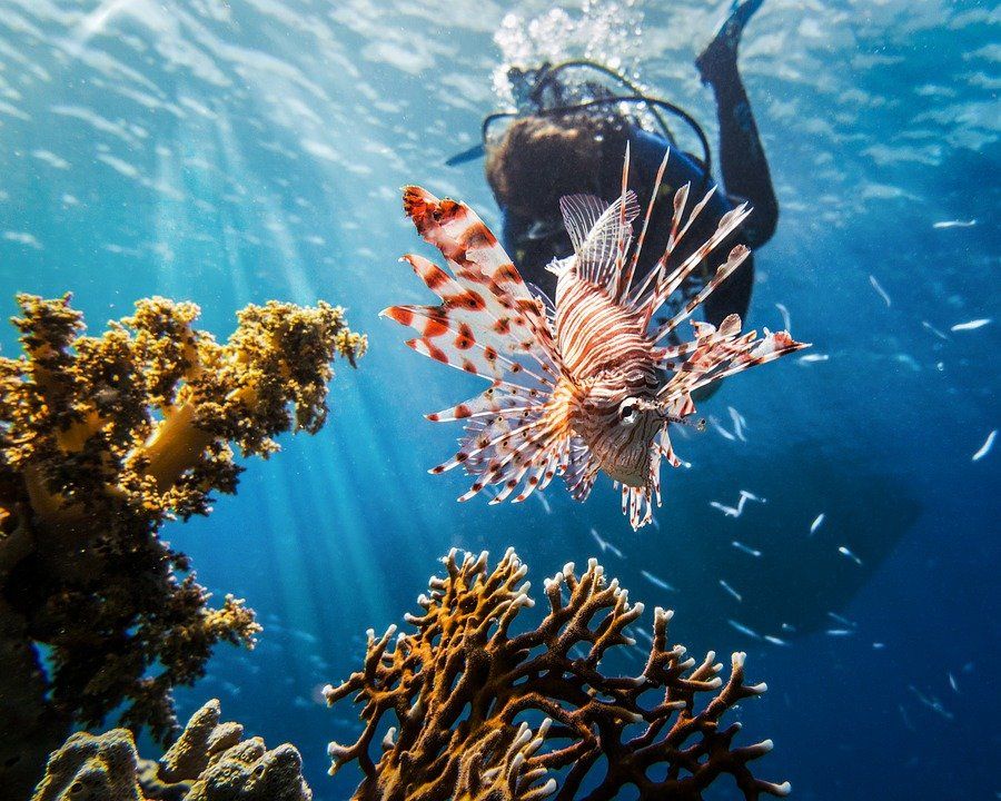 Mer rouge, plongée sous marine, agence de voyage Egypte 