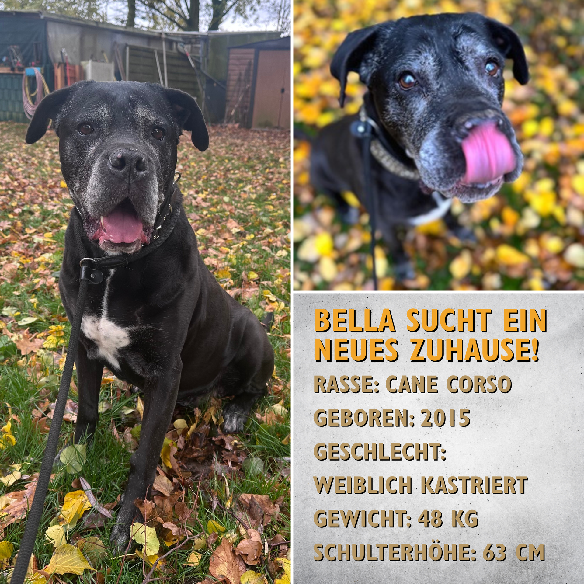Bella (7302) sucht ein neues Zuhause!
