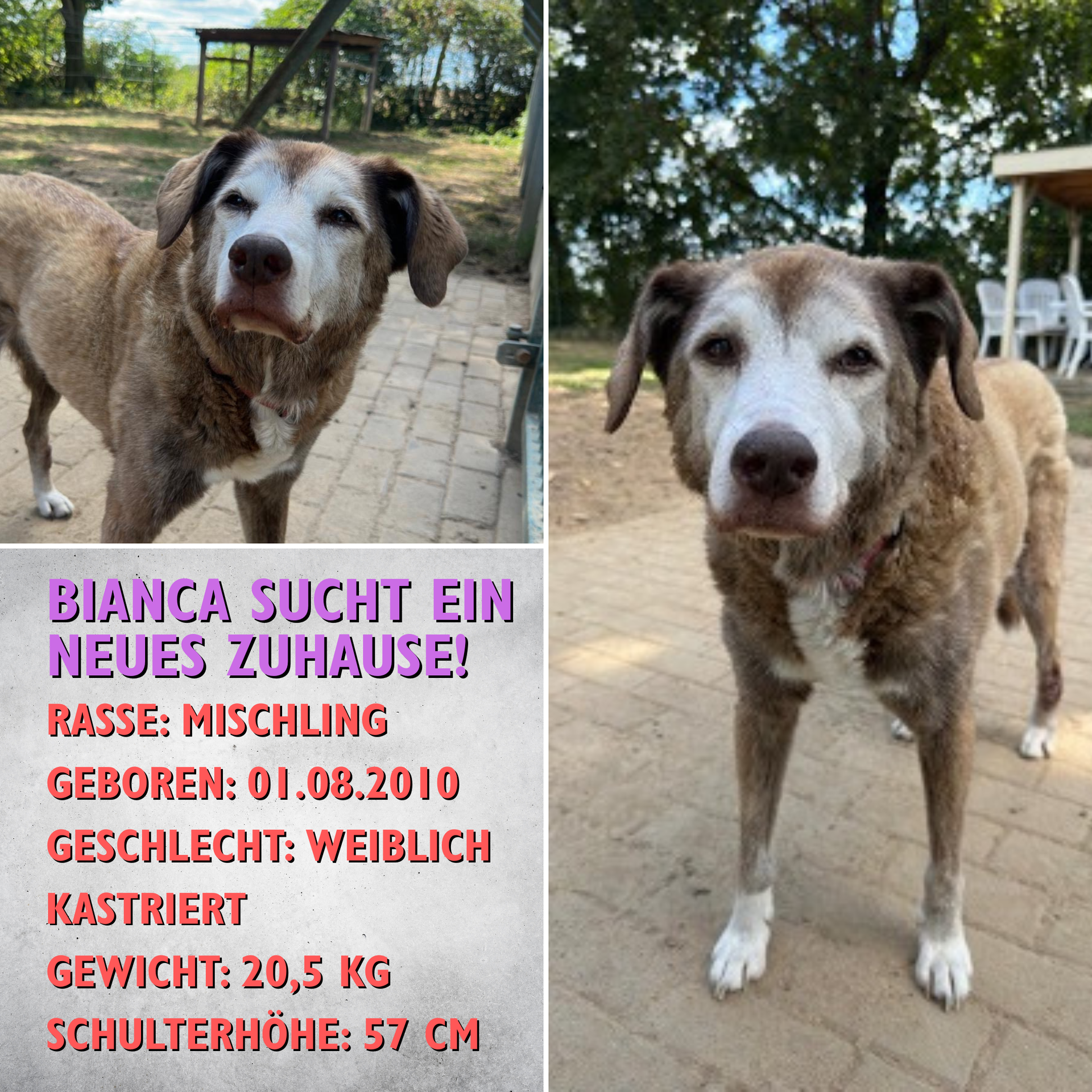 Bianca (7290) sucht ein neues Zuhause!