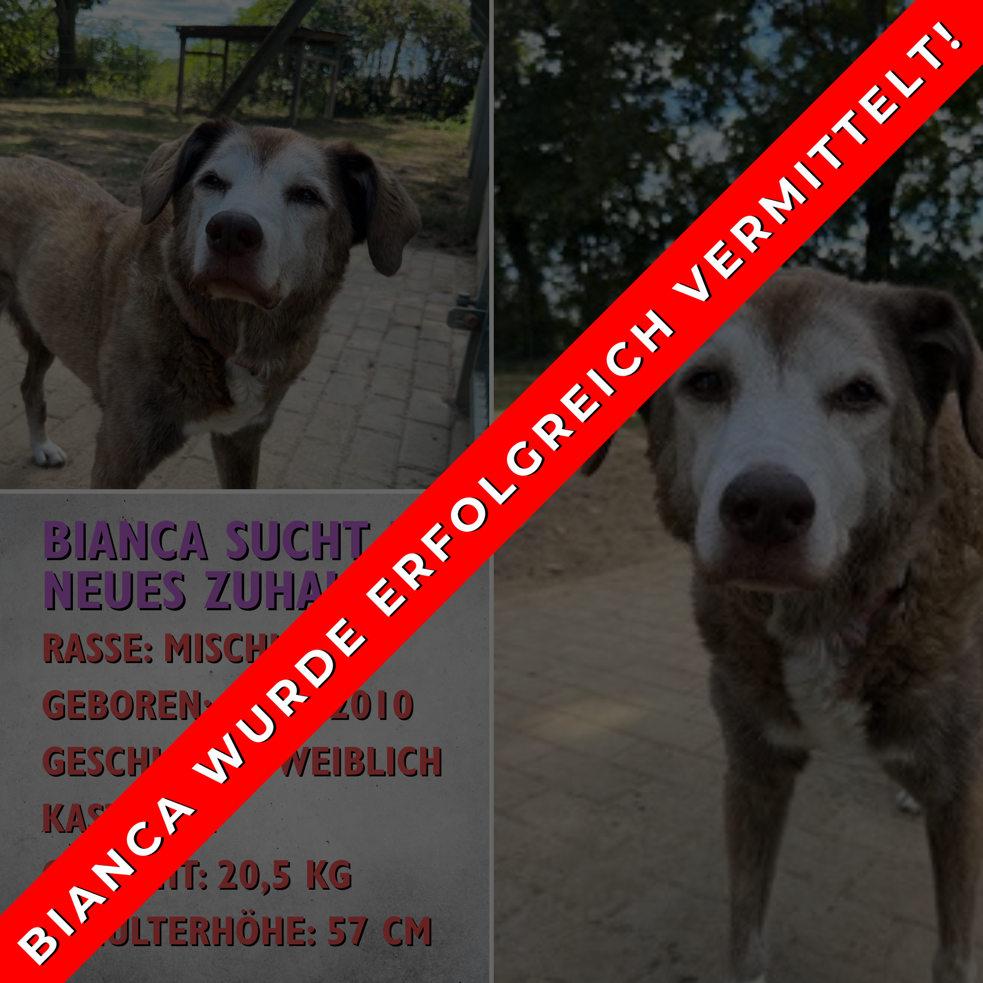 Bianca (7290) sucht ein neues Zuhause!