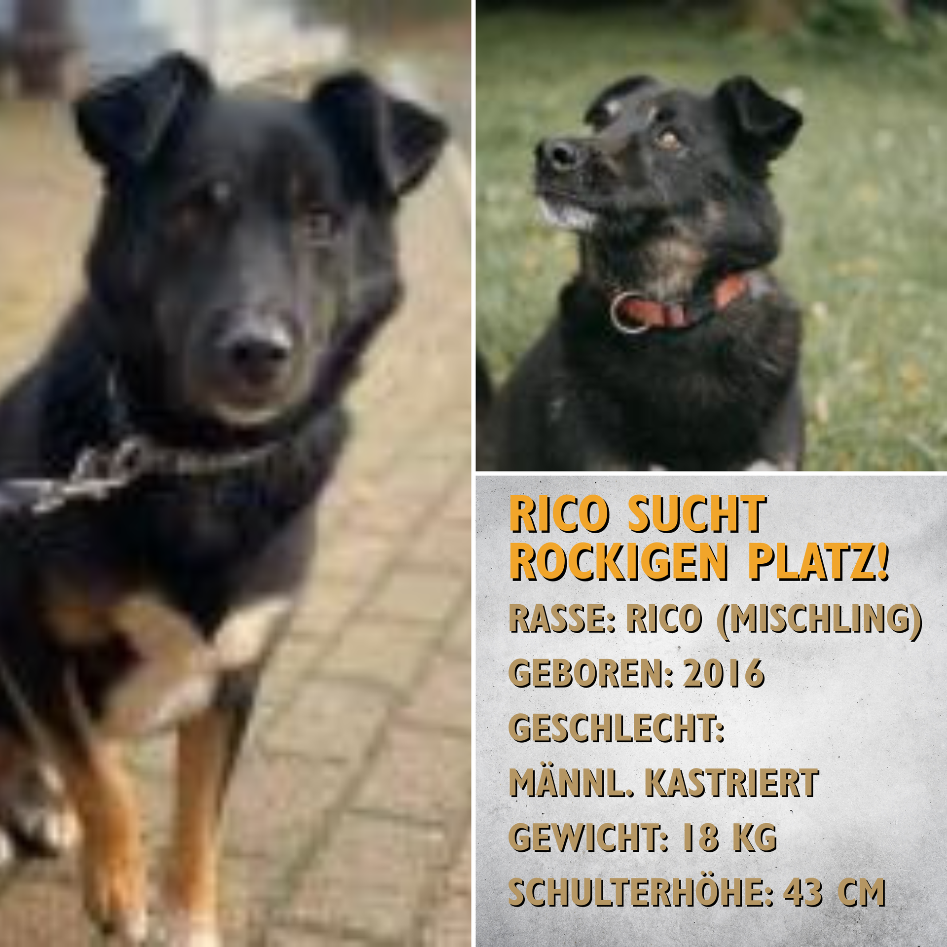 Rico sucht rockiges Zuhause mit passendem Herrchen.