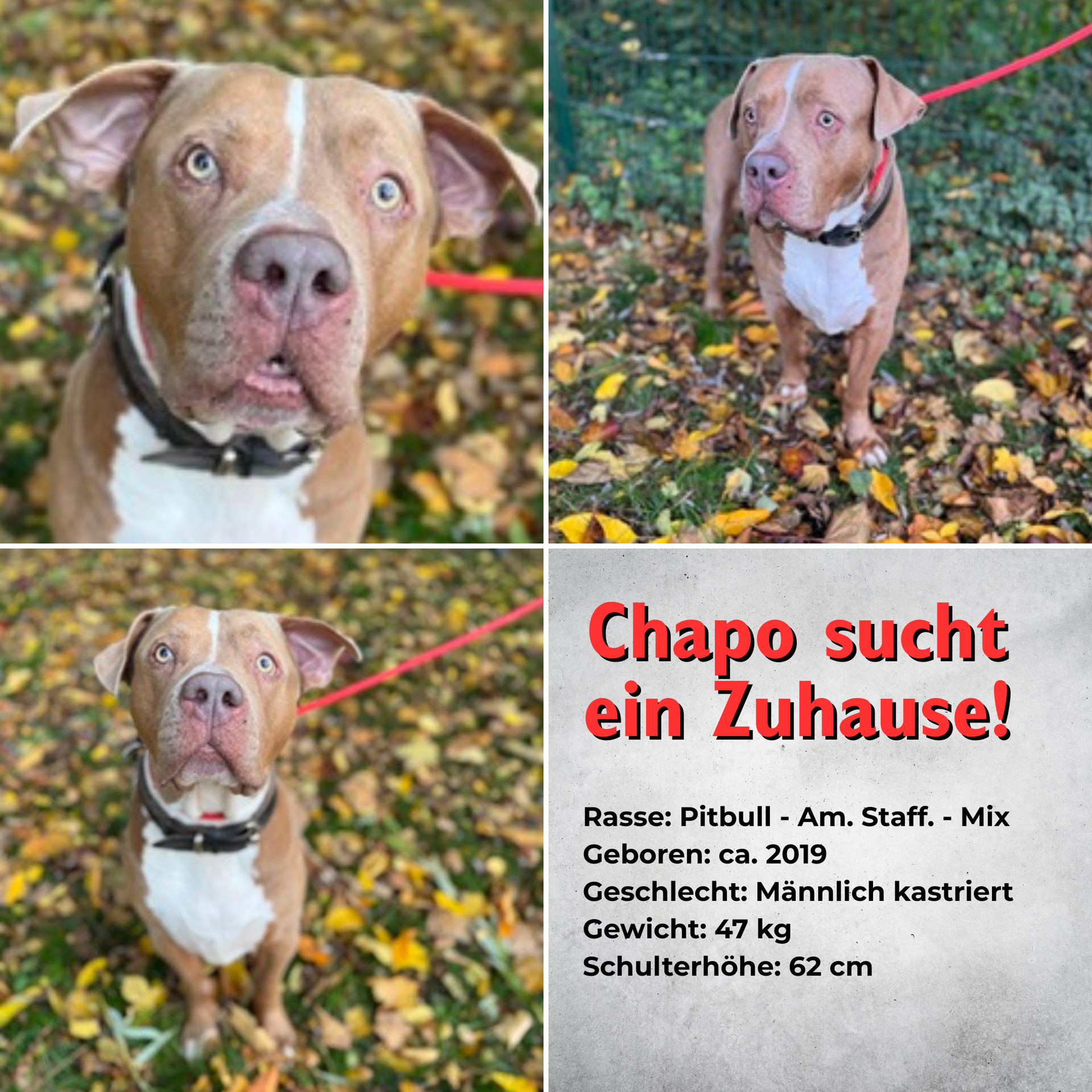 Bilder von Chapo mit kurzer Beschreibung.