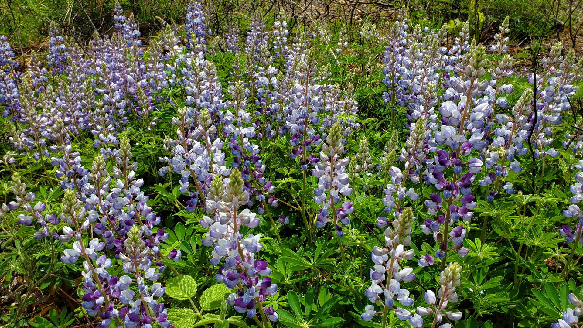 Poke-O-Moonshine Mountain in the Adirondacks Owen Gallagher