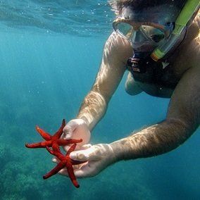 Recoger especimente vivos del mar, en este caso estrellas marinas es una de las actividades que podrás realizar con los barcos de alquiler de Porto senso