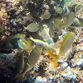 fotografiar fauna marina y peces es una de las actividades que podrás realizar con los barcos de alquiler de Porto senso