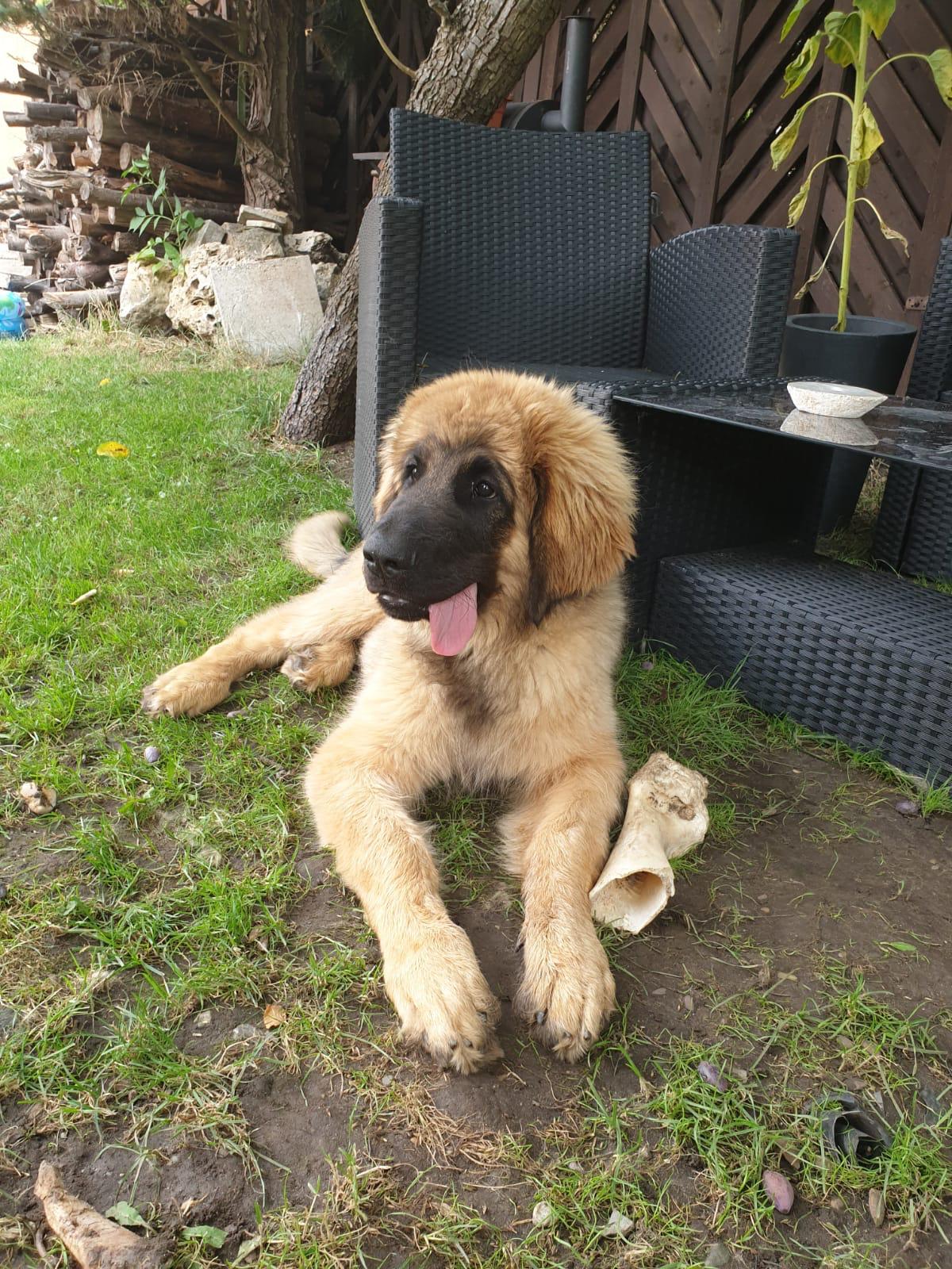 Leonberger Welpe