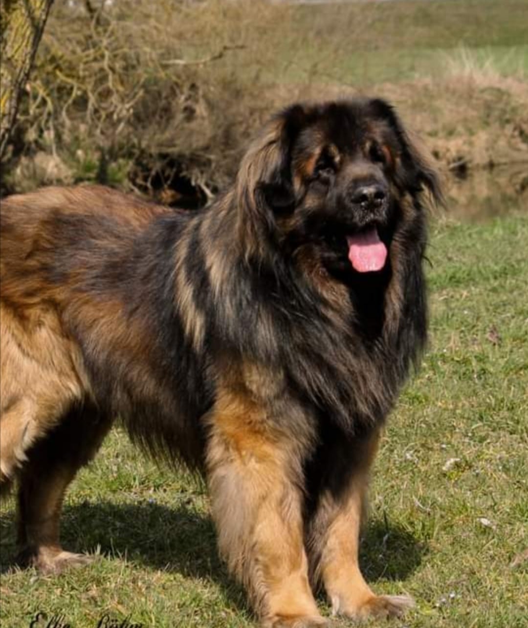 Leonberger Rüde