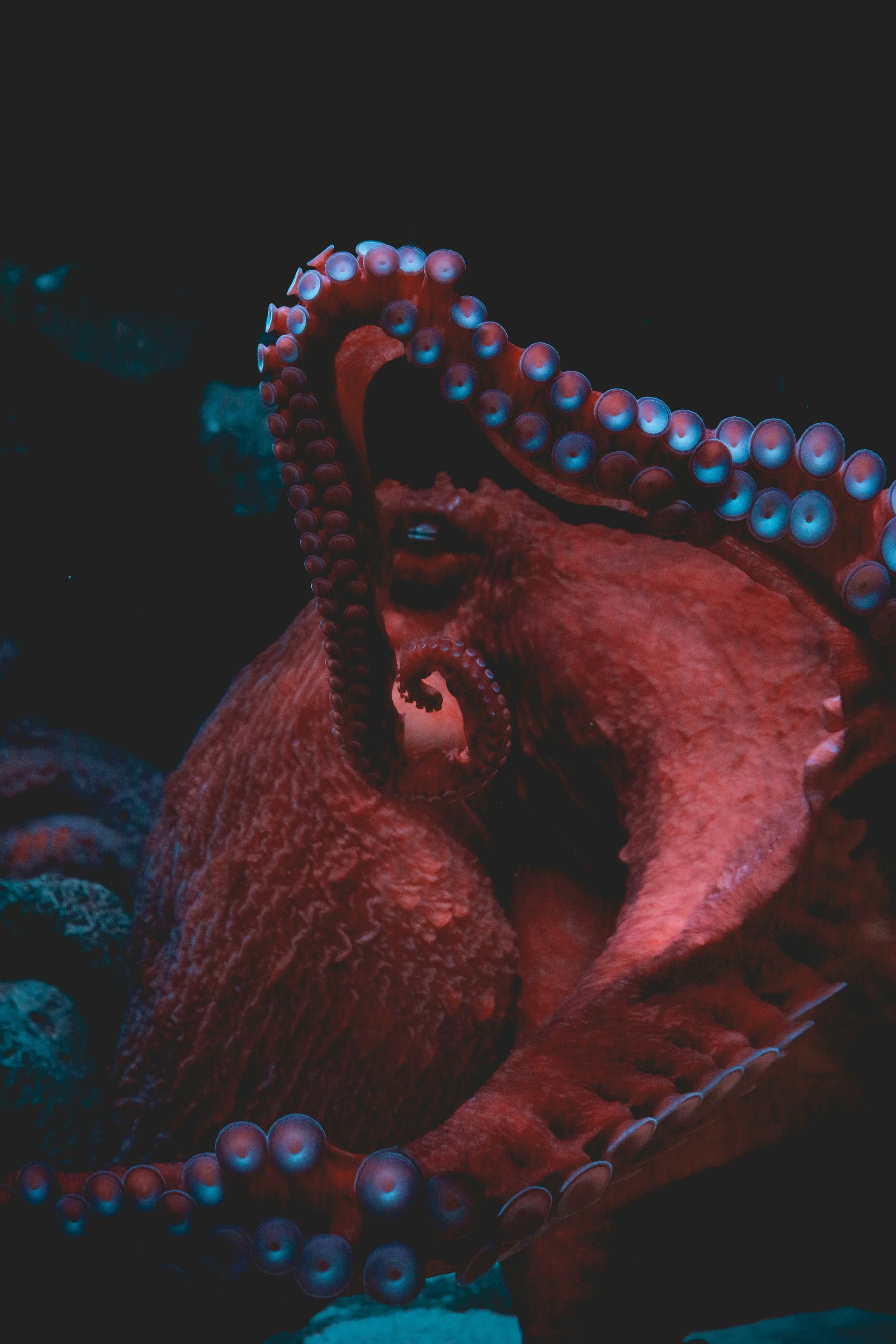 Oktopus und Change sind gar nicht so unterschiedlich.