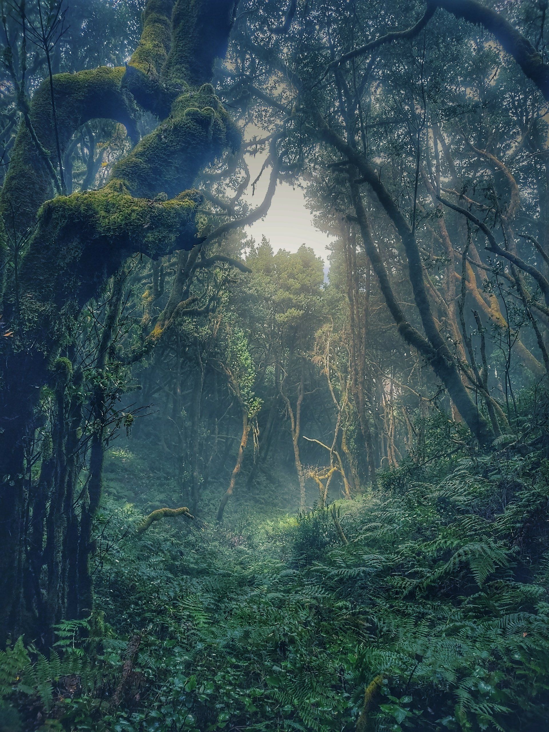 Nebelwald La Gomera von Insel Tick