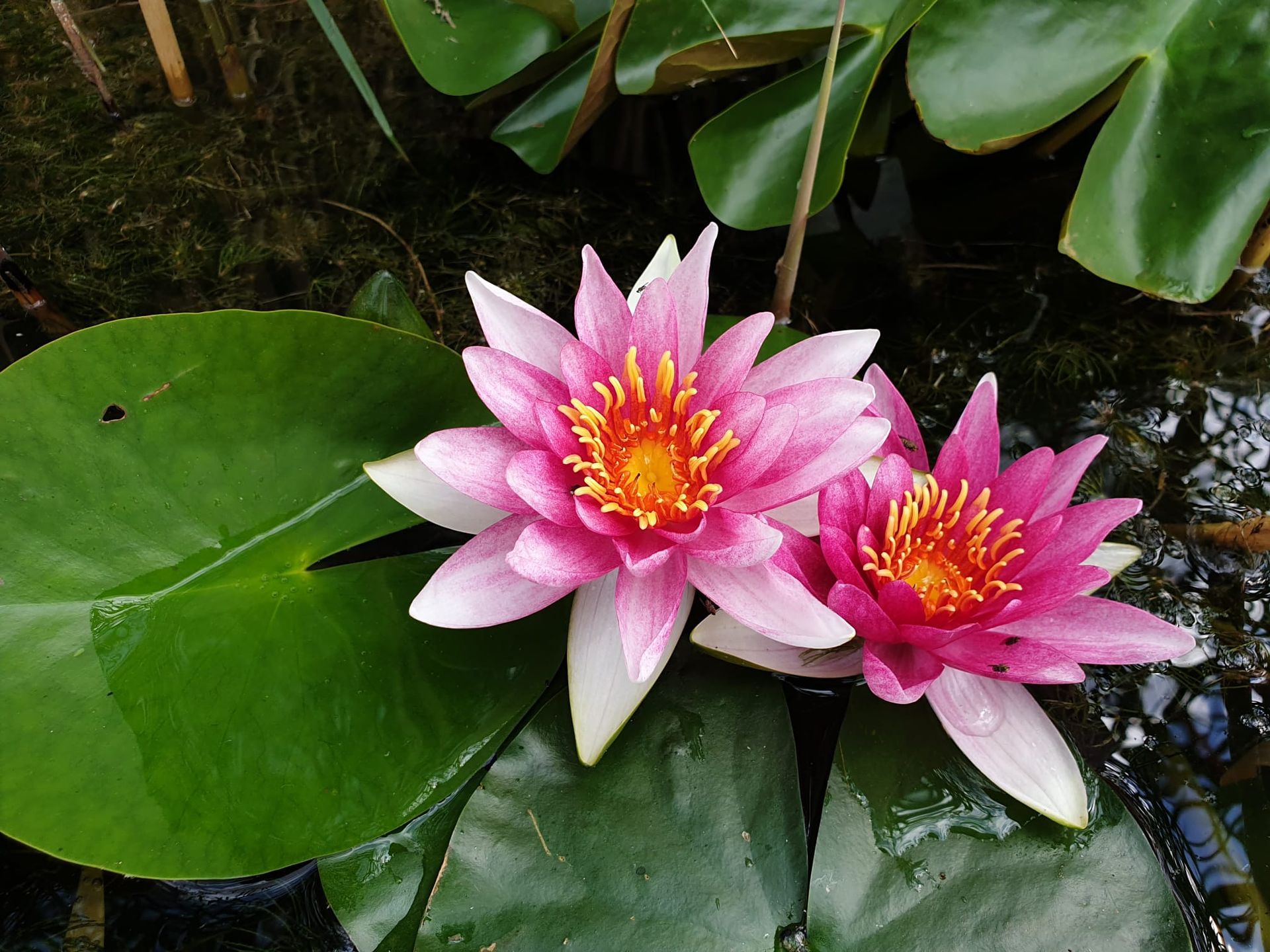 Seerose Yoga Einklang