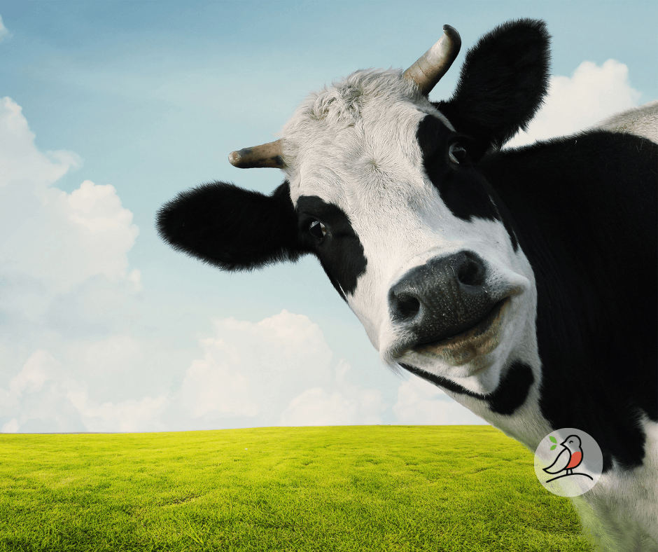 Kühe am Wegesrand im Odenwald