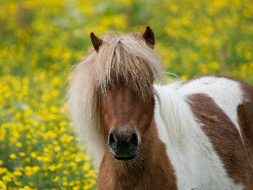Ein Tag mit Pferden auf der Ranch in Bensheim-Schwanheim