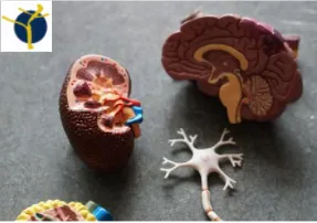 La maladie de Charcot La maladie de Charcot