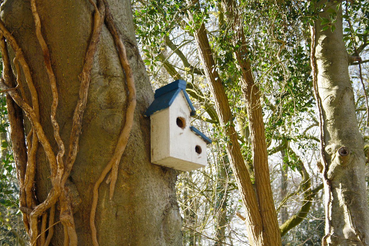 Vogelnest