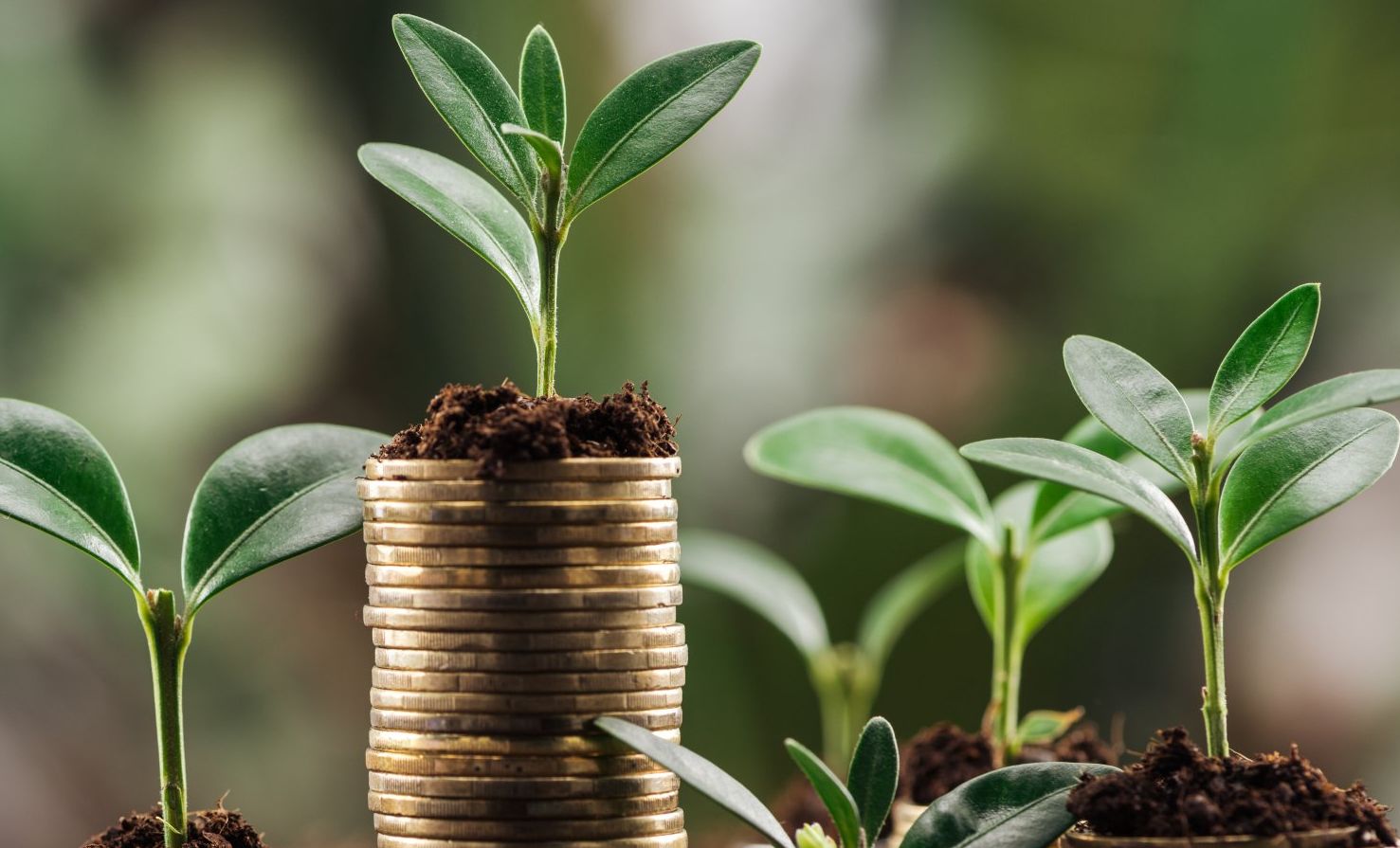 Geldmünzen und Pflanzen Geldmünzen und Pflanzen