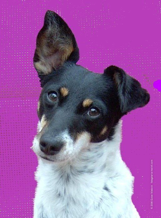 Das ist Anka, aus Rumänien. Bund gegen Missbrauch der Tiere e.V. Der BMT vermittelt ihr eine neues Zuhause.