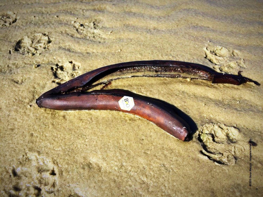Die nicht perfeke Bio-Banane. Alles Bio? Die Bio-Banane wäre fast perfekt, wenn sich das Etikett auch zeitnah zersetzen würde. Tut sie aber leider nicht. St. Peter-Ording, Nordsee, Deutschland.