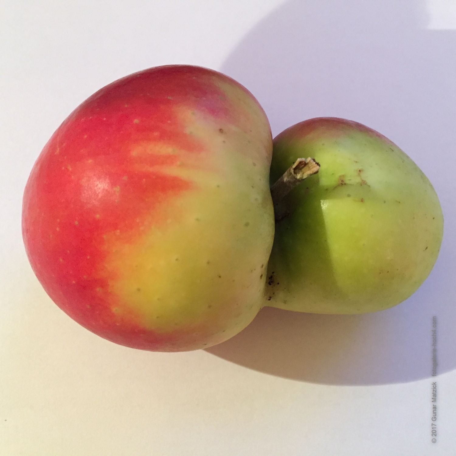 Naturwunder. Paarweise Äpfel. Wir freuen uns auf die Apfelzeit! Leider fallen die Ernten diesmal nicht so üppig aus. Lasst Euch aber den Genuss durch die höheren Preise nicht verderben. Erfreut Euch an dem, was uns die Natur
