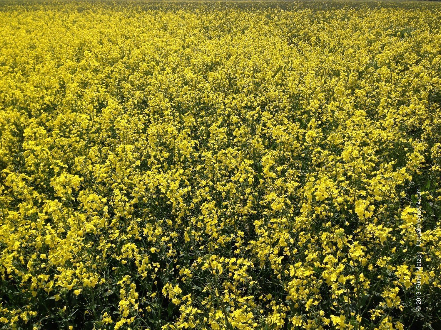 Zeit nehmen und wirken lassen. Blüten, soweit das Auge reicht. Eine wahre Augenweide.Stehenbleiben, tief durchatmen und genießen. Eckernförde, Deutschland.