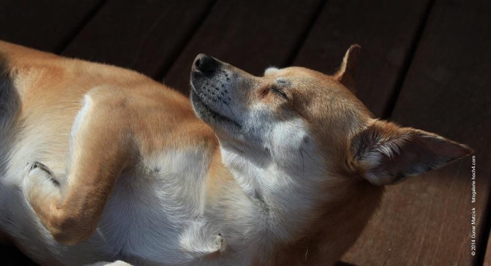 Das ist Filip. aus Ungarn. Der BMT e.V. hat vermittet. Mach´ mal Pause. Hunde benötigen ihren Schlaf, viele Stunden täglich. Gönnen wir ihnen die Auszeit.