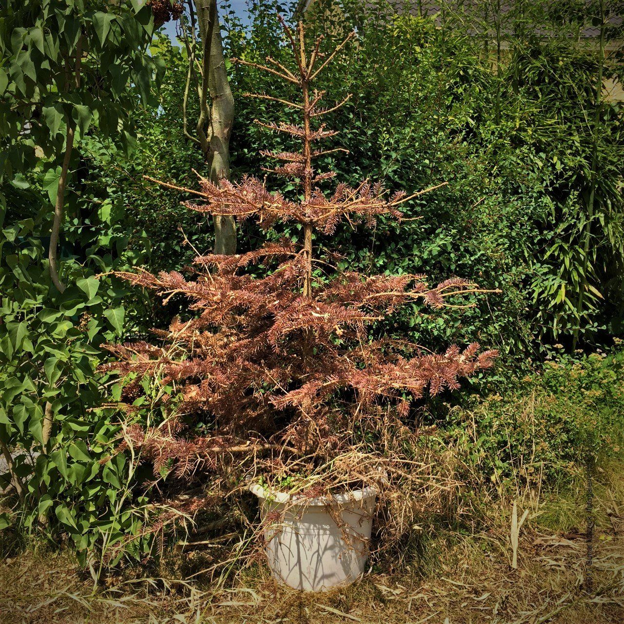 Oh Tannenbaum, oh Tannenbaum, wie grün ... Nach Weihnachten ist vor Weihnachten. Heute am 24.06.17 möchte ich den Tag des Tannen-/Weihnachtsbaums ausrufen. Dieses Bäumchen stellte sich mir bei einem Spaziergang in den Weg. Es wird vermutlich nicht mehr zum Einsatz kommen. Da hilft auch der schönste Baumschmuck nicht mehr. Vor dem Fest war doch die Wahl gar nicht so einfach, jetzt alles kein Thema mehr. Kein „würdiger Abschied“ für einen Tannenbaum. Ein paar Esel hätten sich z. B. vermutlich auf diese Mahlzeit gefreut.