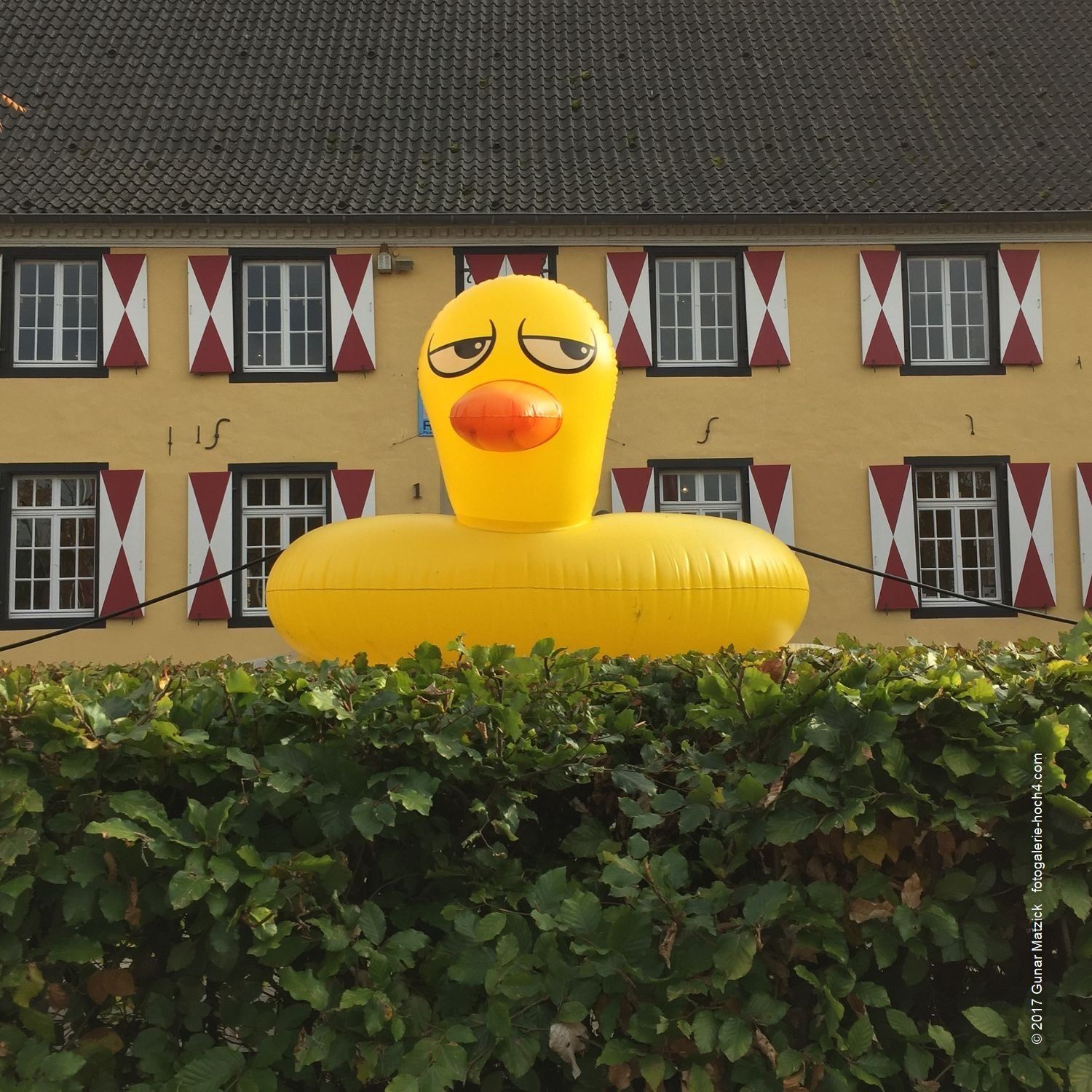 Hier gibt es Gesammeltes. Eine Schwimmente, einfach so. Was für ein herrlicher Spätsommertag in Zons, mit Kaffee, Waffeln, Sahne und heißen Kirschen. Blickfang Plastikente: